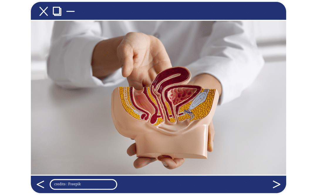 C’est quoi la prostate et à quoi sert-elle ?