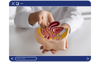 C’est quoi la prostate et à quoi sert-elle ?