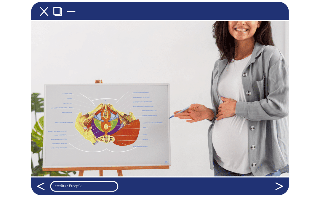 Le plancher pelvien chez la femme