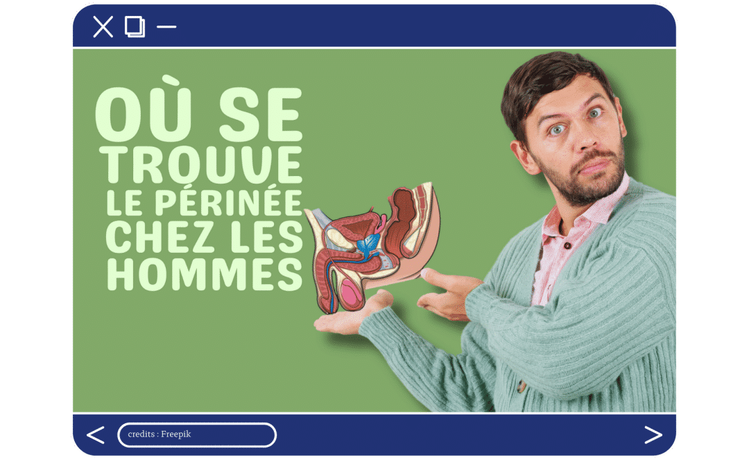 Where is the male perineum located?